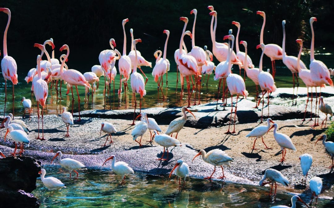 Why is Biodiversity Important for Businesses?